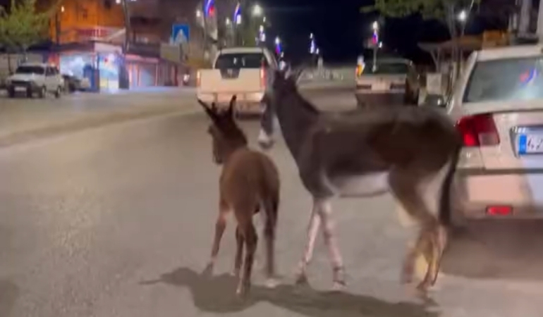 ŞANLIURFA’DA GECE YARISI İLGİNÇ GÖRÜNTÜ: EŞEK VE SIPASI ANA YOLDA YÜRÜDÜ
